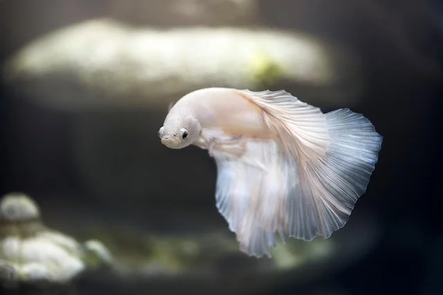PFAS in Aquarium Equipment: Safe Gear for Fish Keeping