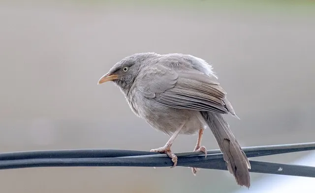 PFAS and Birds: Toxicity of Non-Stick Cookware Fumes