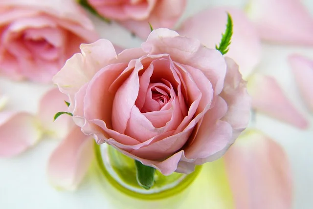 PFAS Free Blush: Non-Toxic Cheek Color Guide