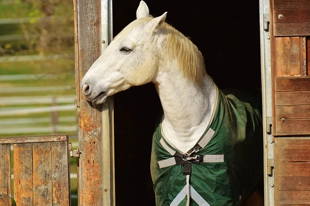 PFAS in Horse Blankets and Turnout Rugs: Safer Choices for Your Horse