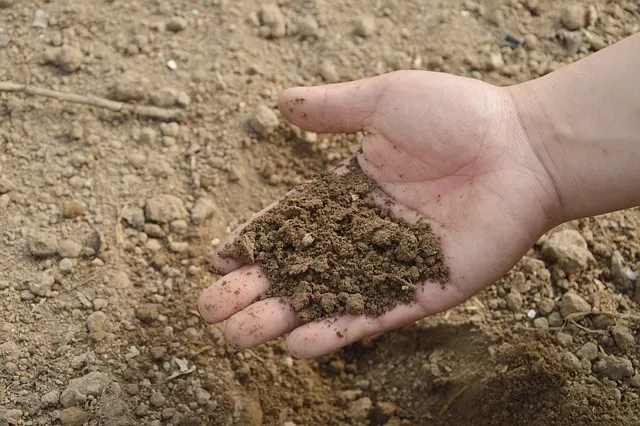 Can you remediate PFAS from a garden?