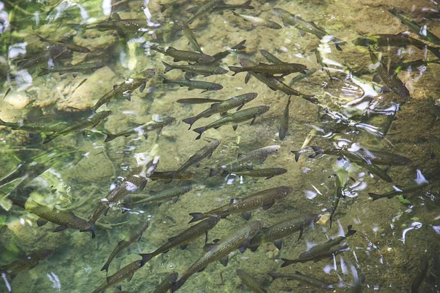 PFAS in River Water: Safe Fishing and Swimming Guide