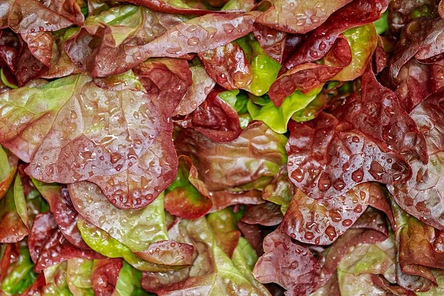 PFAS in Salad Bar Containers: Safe Choices at the Deli